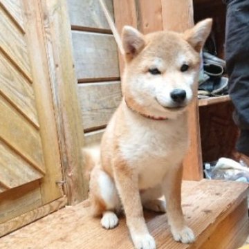 柴犬(標準サイズ)【広島県・男の子・2023年10月23日・赤 茶色】の写真「型の良い男の子に成長してきました。」