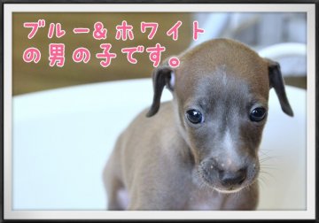 イタリアングレーハウンド【和歌山県・男の子・2019年8月21日・ブルー&ホワイト】の写真「都会的でオシャレ大好きな方には人気の高い犬種です。」