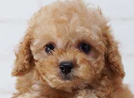 人気の犬種・犬の種類から子犬を探す 4位：タイニープードル